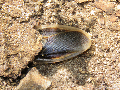 Blaberinae