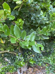 Magnoliopsida