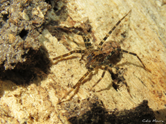 Acanthocteninae