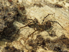 Acanthocteninae