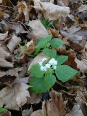 Ageratina altissima