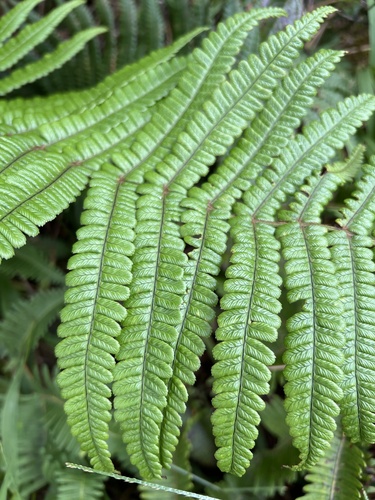 Dryopteris wallichiana observed 2022-11-09