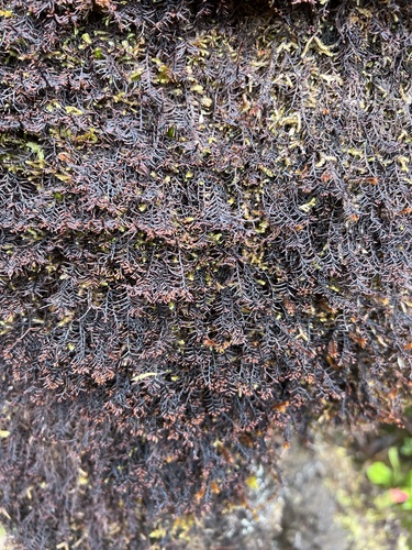 Frullania apiculata observed 2022-11-09