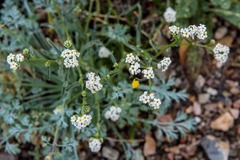 Cryptantha utahensis