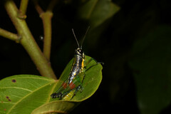 Liebermannacris dorsualis