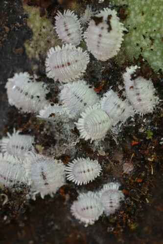 cacao mealybug