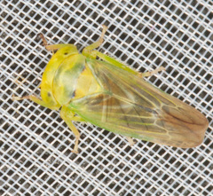 Populicerus confusus