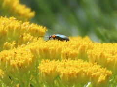 Neoeutrapela