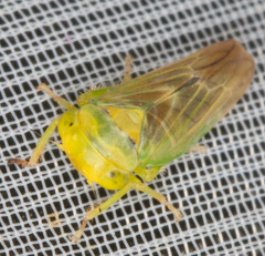 Populicerus confusus