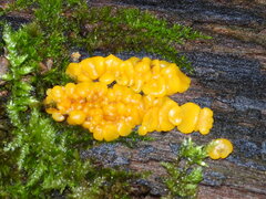 Calycina citrina