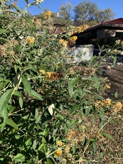 Buddleja weyeriana