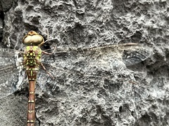 Triacanthagyna trifida