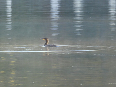 Phalacrocorax carbo