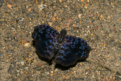 Cycloglypha thrasibulus