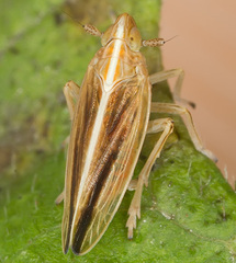 Stenocranus minutus
