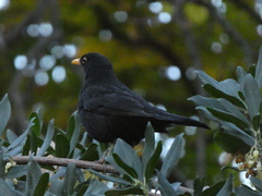 Turdus merula