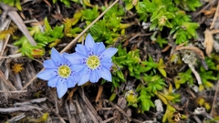 Gentiana sedifolia