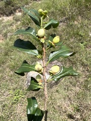 Aphloia theiformis