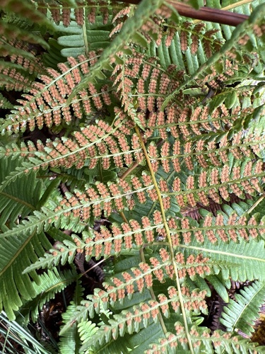 Hypolepis hawaiiensis var. hawaiiensis