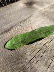 Lactuca virosa