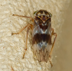 Tremulicerus tremulae