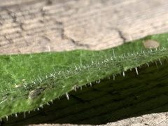 Lactuca virosa