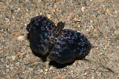 Cycloglypha thrasibulus