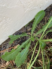 Lactuca virosa