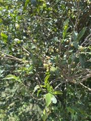 Aphloia theiformis