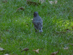 Sturnus unicolor