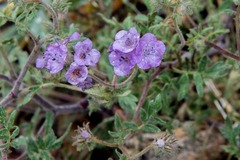 Phacelia vallis-mortae