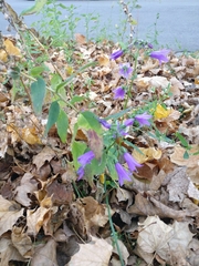 Campanula rapunculoides