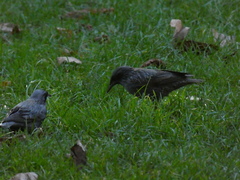 Sturnus unicolor