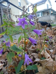 Campanula rapunculoides