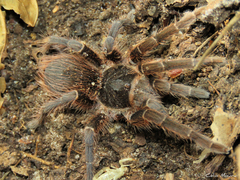 Acanthoscurria natalensis