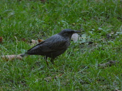 Sturnus unicolor