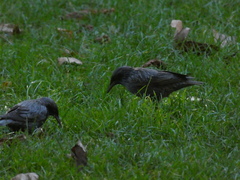 Sturnus unicolor