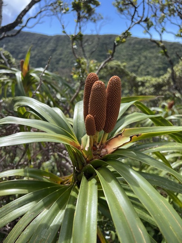 Freycinetia arborea
