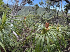 Freycinetia arborea