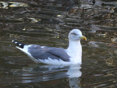 Larus fuscus