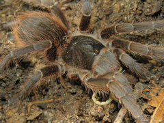 Acanthoscurria natalensis