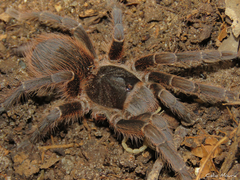 Acanthoscurria natalensis