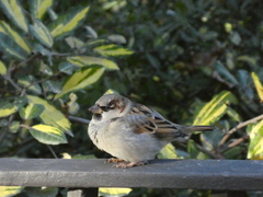 Passer domesticus