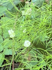 Asparagus sylvicola