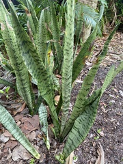 Sansevieria