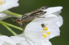 Dorycera grandis