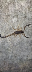 Centruroides gracilis