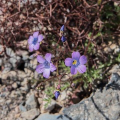 Gilia cana