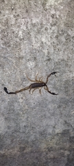 Centruroides gracilis
