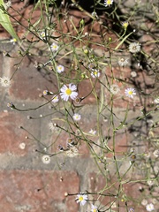 Symphyotrichum divaricatum